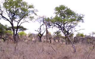 Giraffe Bull watching them!