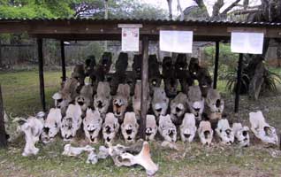 Strange Rhino head bones