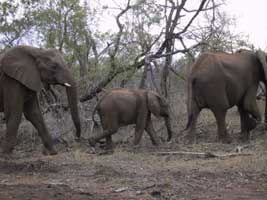 An Elephnat herd