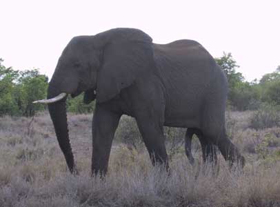 Rare Quintophant (Elephant with 5 Legs)...