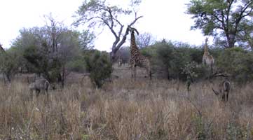 Giraffes and Springbocks