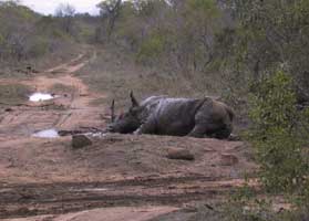 Rhino in the mud